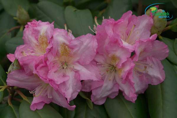 Rhododendron Peter Vermihlen